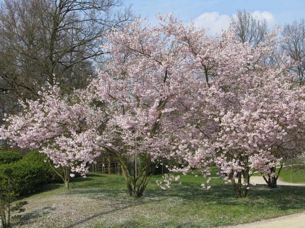 Bloesems in de Japanse tuin 020