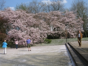 Bloesems in de Japanse tuin 021