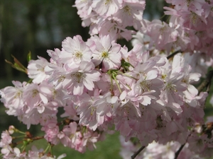 Bloesems in de Japanse tuin 028