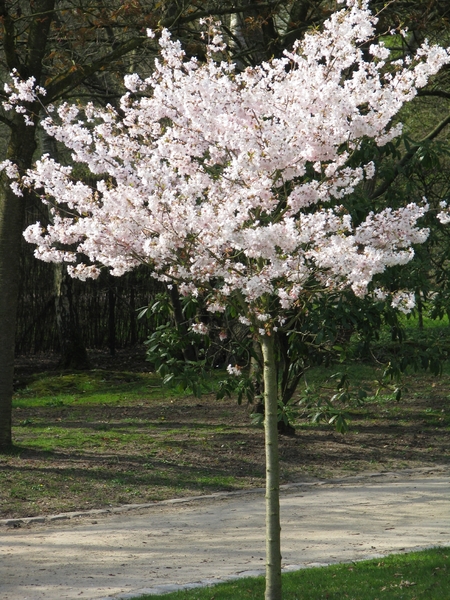 Bloesems in de Japanse tuin 029