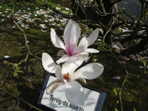 Bloesems in de Japanse tuin 036