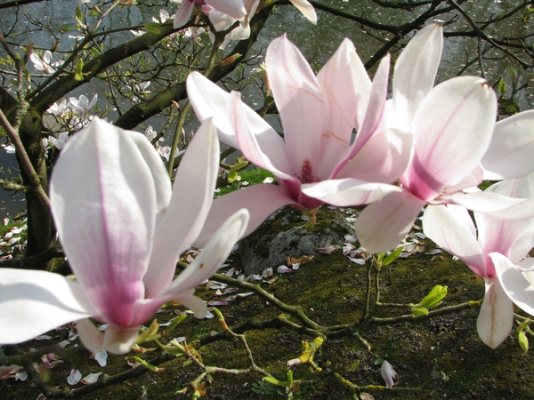 Bloesems in de Japanse tuin 037