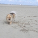 Jorka op het strand