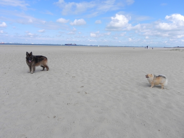 haren in de wind