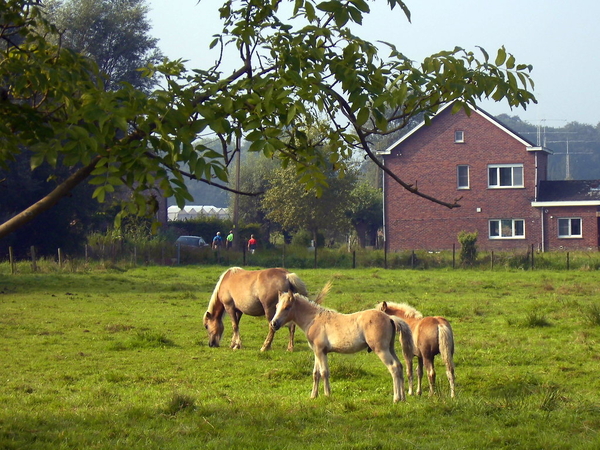 04-het is een paardenwandeling vandaag!
