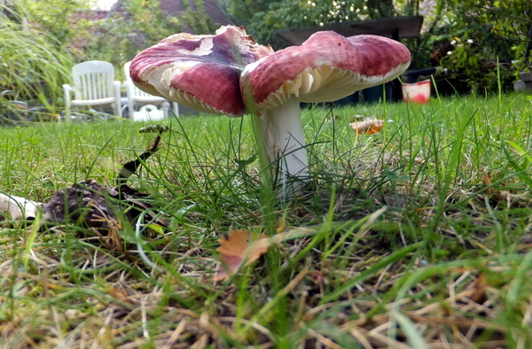 16-zouden er toch kabouters wonen onder een paddestoel?