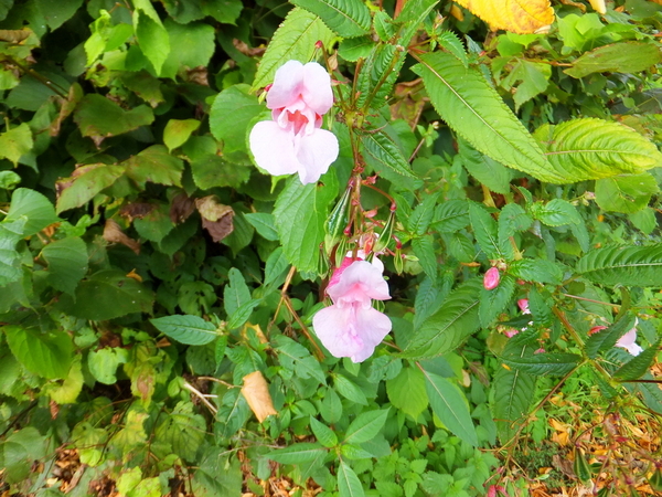 22-orchideenmodel...