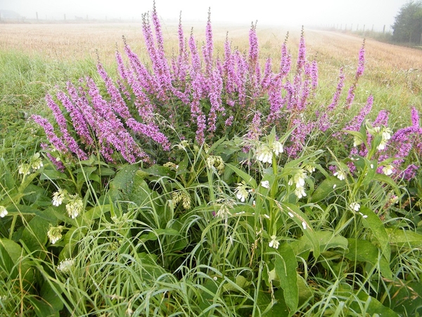 kwaktocht wsv de vossen buggenhout