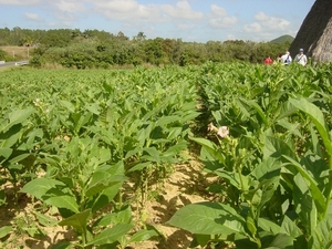 Tabaksplantage