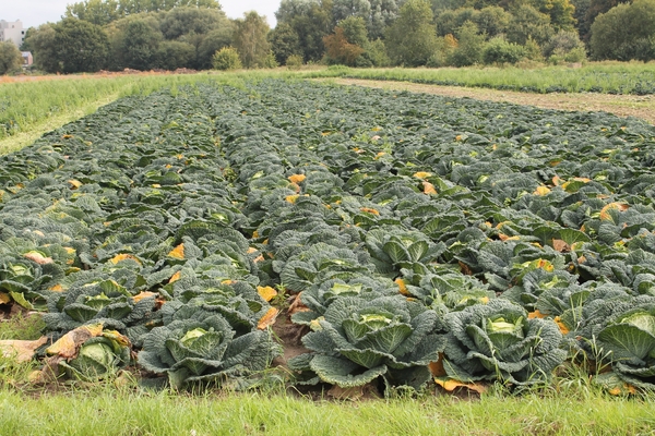 Trappen en happen (55 km) 31 augustus 2014 017
