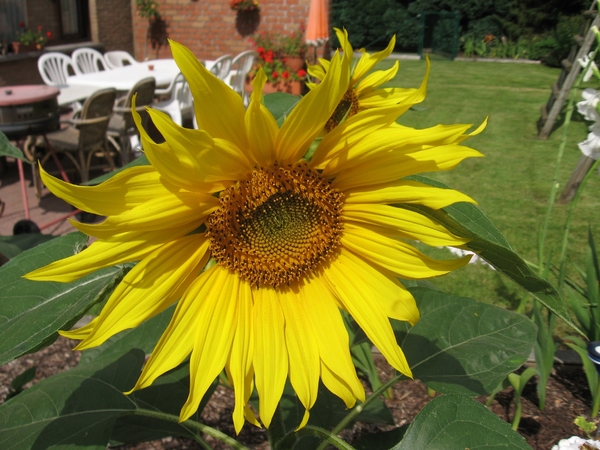 Zonnebloem