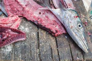 Barracuda