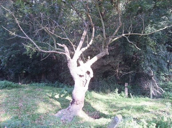 Bavikhove September 2014 013