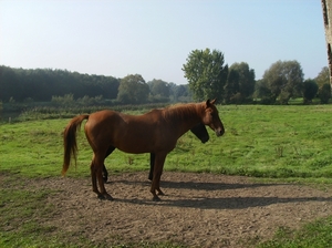 Bavikhove September 2014 031