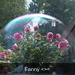Bubble Rose ;-)