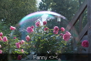 Bubble Rose ;-)