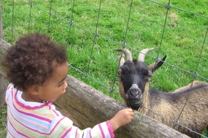 Hier geitje lekker gras