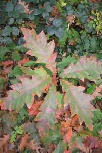 mooi herfst bladeren