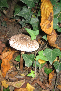 mooi herfst paddestoel 1