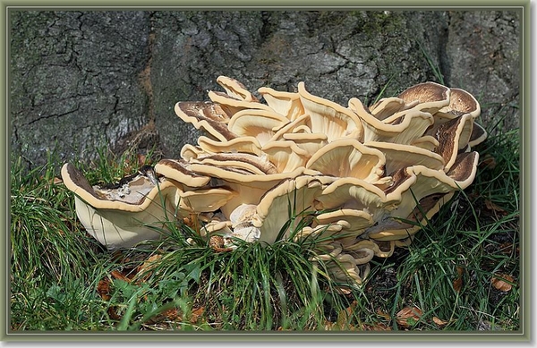 Reuzenzwam - Meripilus giganteus