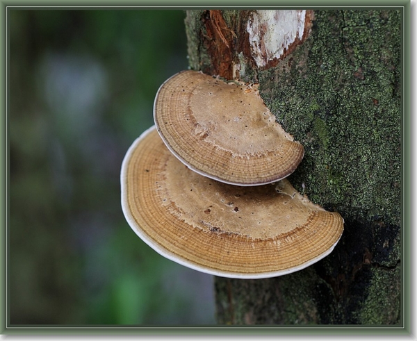 Roodporiehoutzwam - Daedaleopsis confragosa