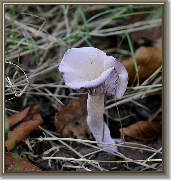 Amethistzwam - Laccaria amethystina