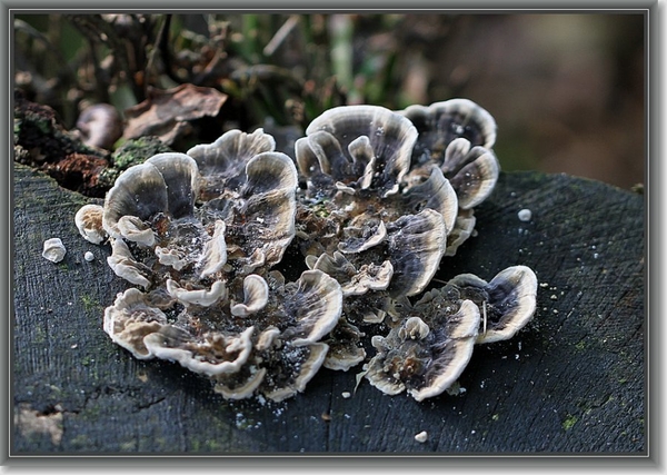 Gewoon elfenbankje - Trametes versicolor