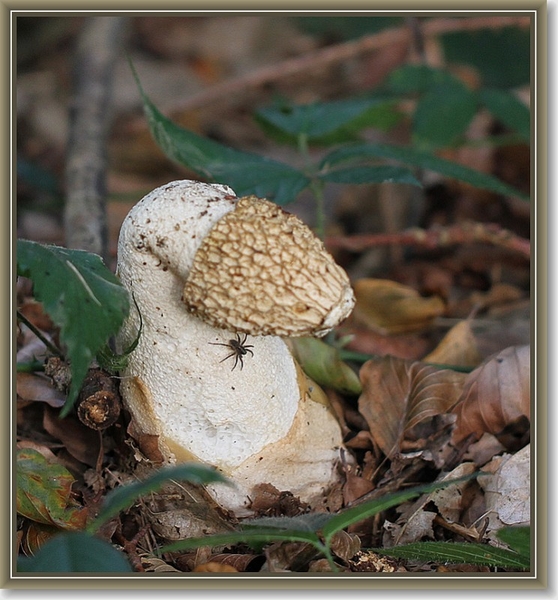 Grote stinkzwam - Phallus impudicus (2)