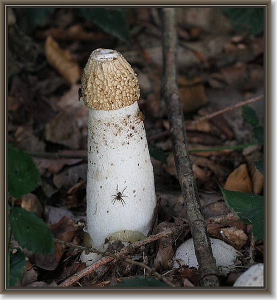 Grote stinkzwam - Phallus impudicus