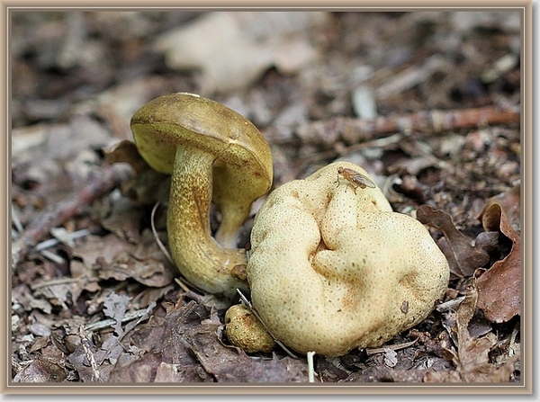 Kostgangerboleet - Pseudoboletus parasiticus