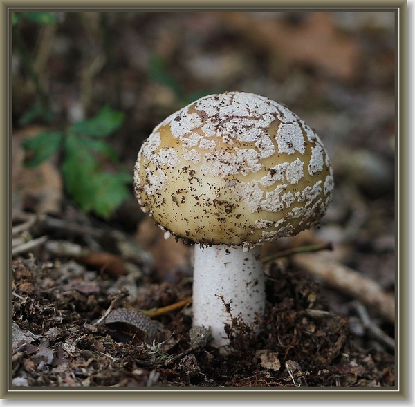 Parelamaniet - Amanita rubescens