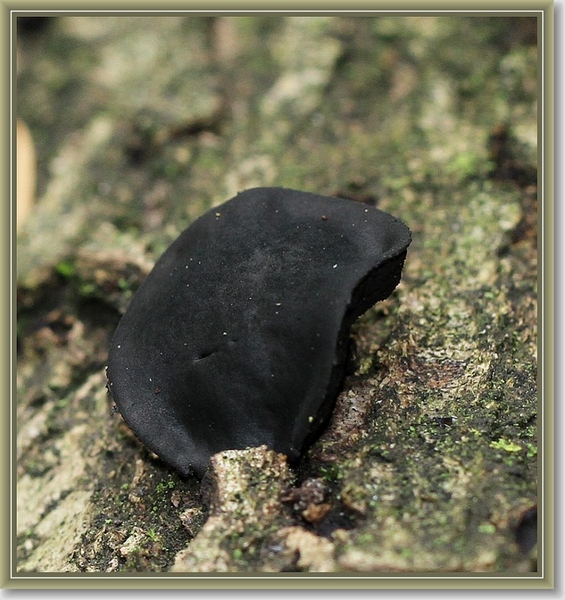 Zwarte knoopzwam - Bulgaria inquinans