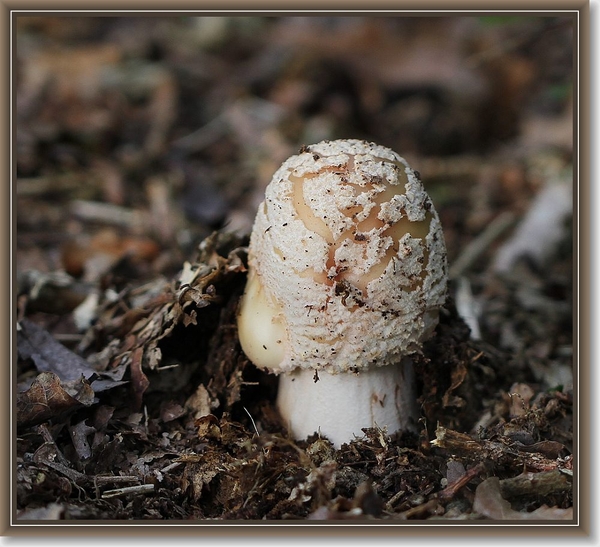 Parelamaniet - Amanita rubescens