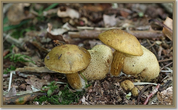 Kostgangerboleet - Pseudoboletus parasiticus (2)