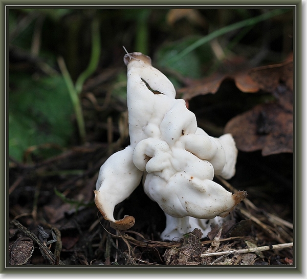 Witte kluifzwam - Helvella crispa
