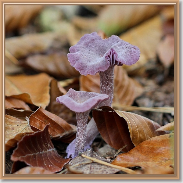 Amethistzwam - Laccaria amethystina (3)