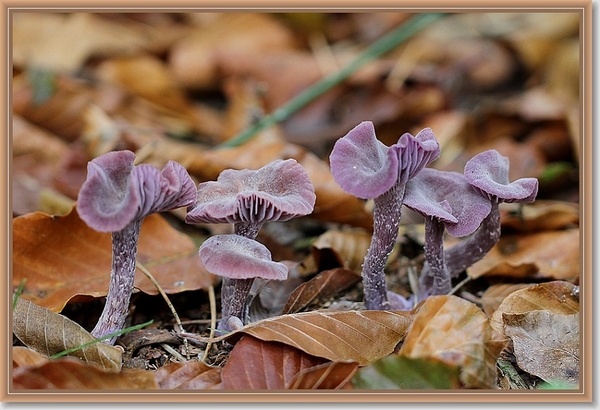 Amethistzwam - Laccaria amethystina (4)