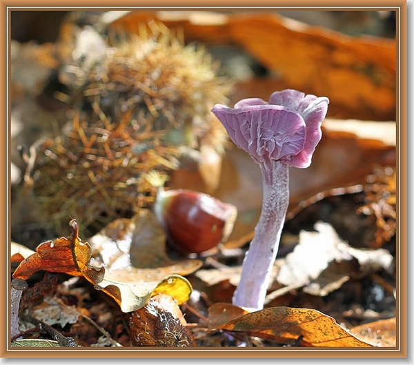 Amethistzwam - Laccaria amethystina (6)