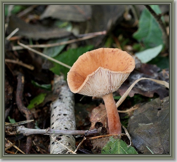 Roodbruine schijnridderzwam - Lepista flaccida