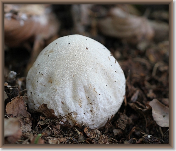 Grote stinkzwam -  Phallus impudicus