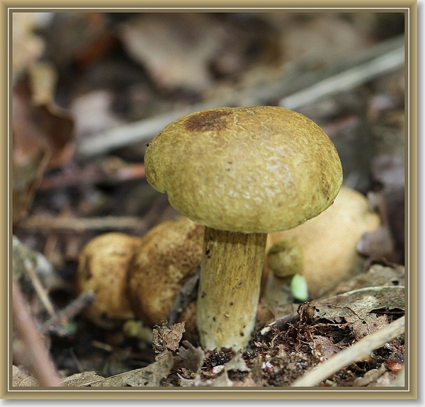 Kostgangerboleet - Pseudoboletus parasiticus (3)