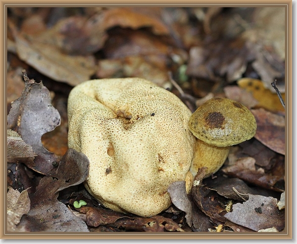 Kostgangerboleet - Pseudoboletus parasiticus (4)