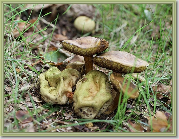 Kostgangerboleet - Pseudoboletus parasiticus (5)