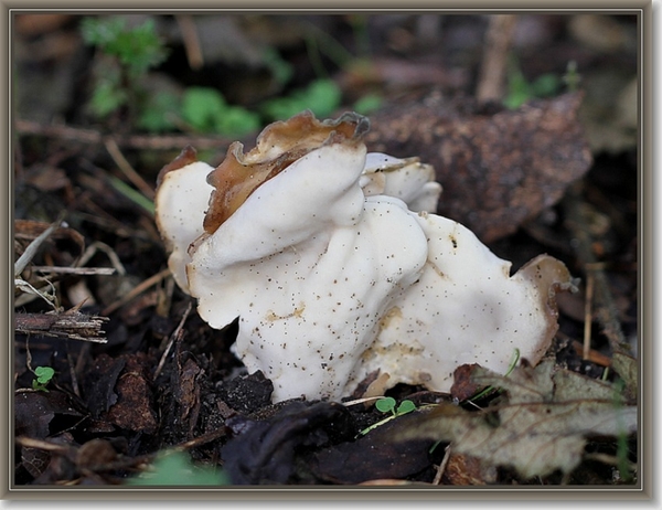 Witte kluifzwam - Helvella crispa (2)