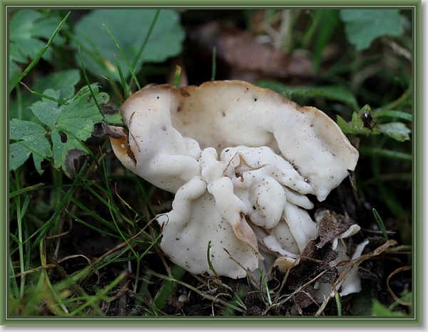 Witte kluifzwam - Helvella crispa (3)