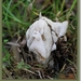Witte kluifzwam - Helvella crispa (4)