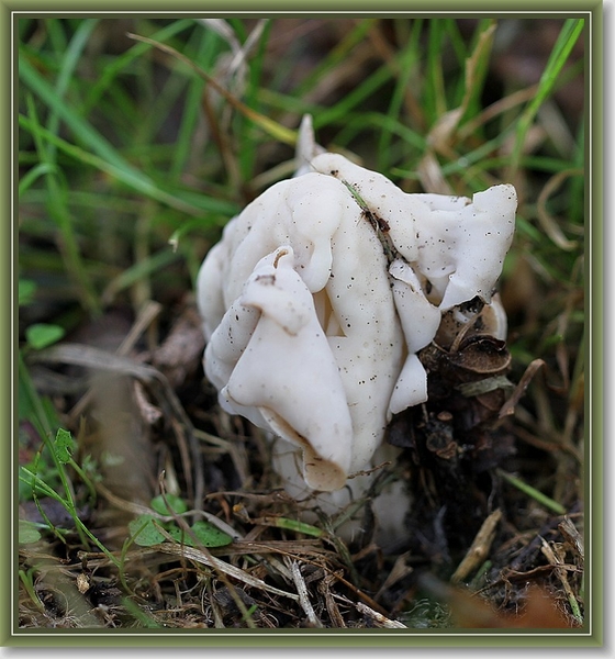Witte kluifzwam - Helvella crispa (4)