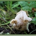 Witte kluifzwam - Helvella crispa (5)