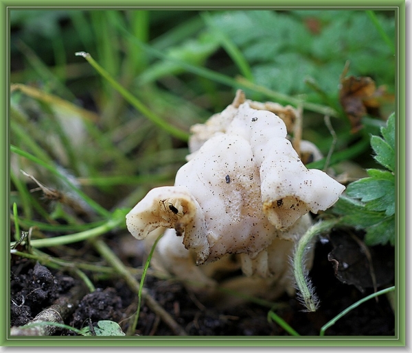 Witte kluifzwam - Helvella crispa (5)