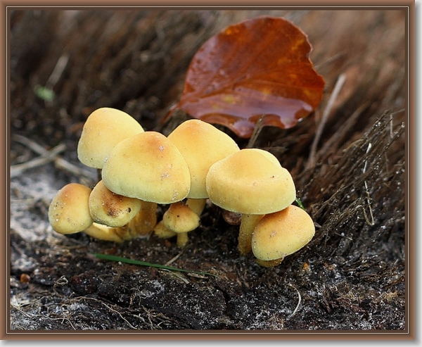 Gewone zwavelkop - Hypholoma fasciculare